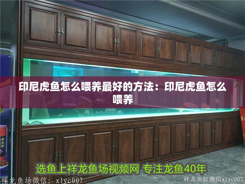 印尼虎魚怎么喂養最好的方法:印尼虎魚怎么喂養 虎魚百科 第2張 印尼虎魚怎么喂養最好的方法:印尼虎魚怎么喂養 印尼虎魚怎么喂養最好的方法:印尼虎魚怎么喂養 虎魚百科 第2張