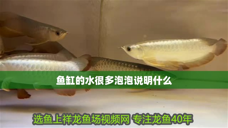 魚缸的水很多泡泡說明什么 魚缸的水很多泡泡說明什么 魚缸百科