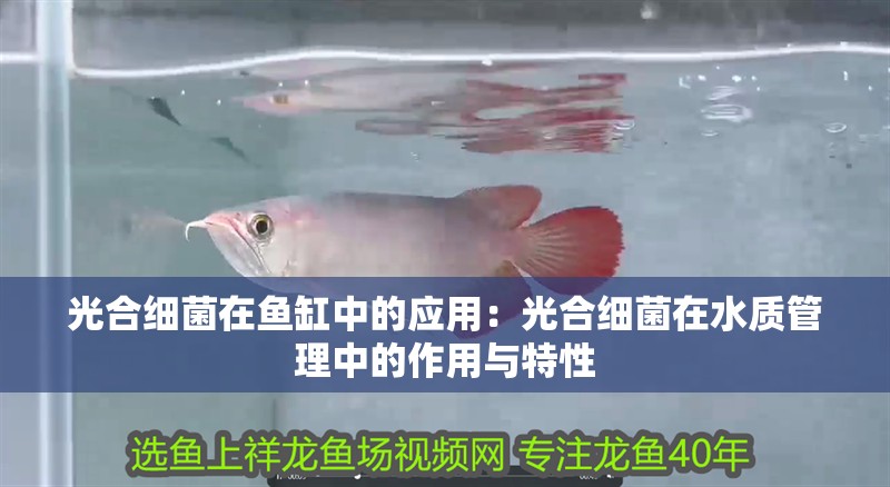 光合細菌在魚缸中的應用：光合細菌在水質管理中的作用與特性