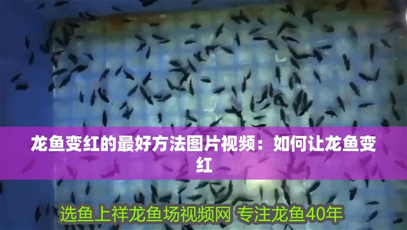 龍魚變紅的最好方法圖片視頻：如何讓龍魚變紅