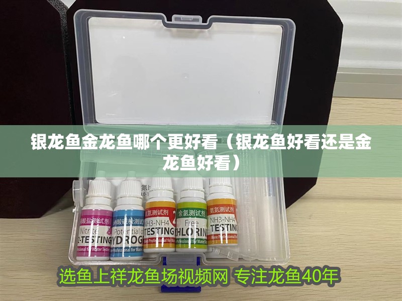 銀龍魚(yú)金龍魚(yú)哪個(gè)更好看（銀龍魚(yú)好看還是金龍魚(yú)好看）