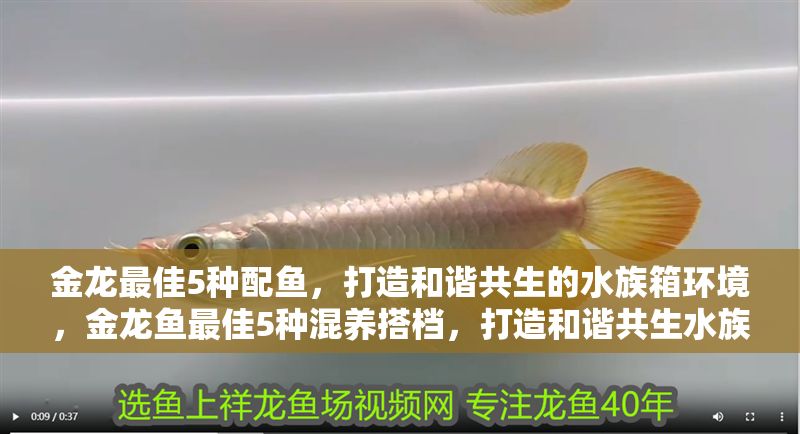 金龍最佳5種配魚，打造和諧共生的水族箱環境，金龍魚最佳5種混養搭檔，打造和諧共生水族箱