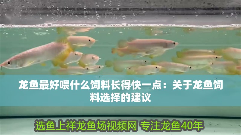 龍魚最好喂什么飼料長得快一點：關(guān)于龍魚飼料選擇的建議