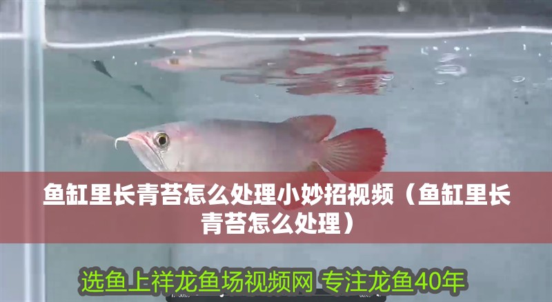 魚缸里長青苔怎么處理小妙招視頻（魚缸里長青苔怎么處理）