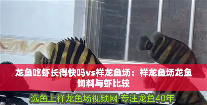 龍魚吃蝦長得快嗎vs祥龍魚場：祥龍魚場龍魚飼料與蝦比較 龍魚吃蝦長得快嗎vs祥龍魚場：祥龍魚場龍魚飼料與蝦比較 vs祥龍魚場 第1張