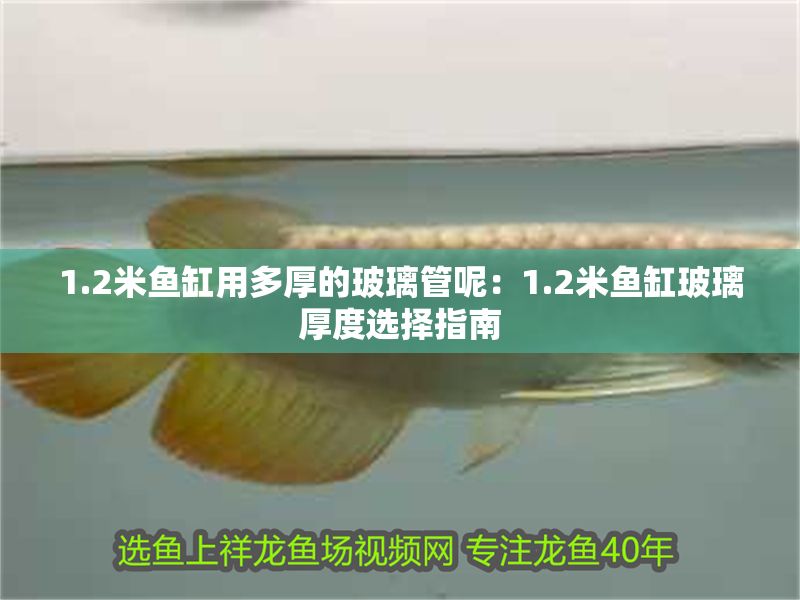 1.2米魚缸用多厚的玻璃管呢：1.2米魚缸玻璃厚度選擇指南