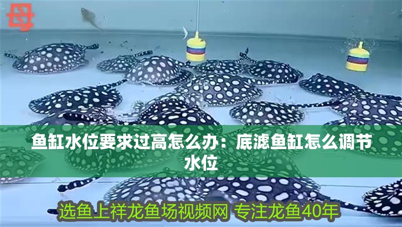魚缸水位要求過高怎么辦：底濾魚缸怎么調節水位