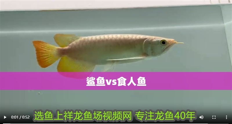 鯊魚vs食人魚