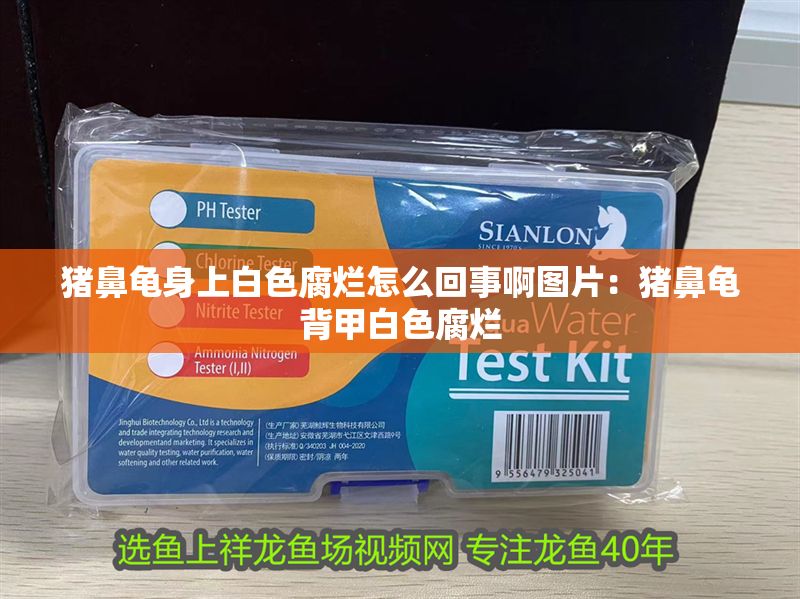 豬鼻龜身上白色腐爛怎么回事啊圖片：豬鼻龜背甲白色腐爛 豬鼻龜身上白色腐爛怎么回事啊圖片：豬鼻龜背甲白色腐爛 豬鼻龜百科 第1張