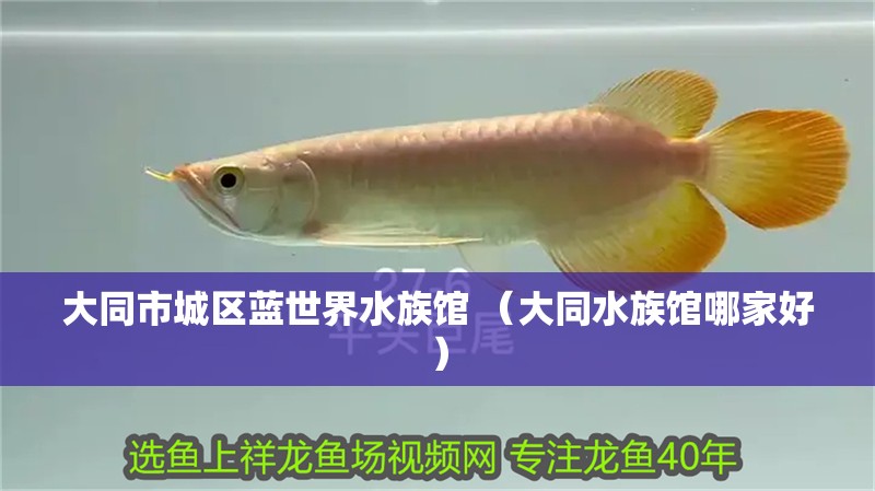 大同市城區藍世界水族館 （大同水族館哪家好） 大同市城區藍世界水族館 （大同水族館哪家好） 全國水族館企業名錄