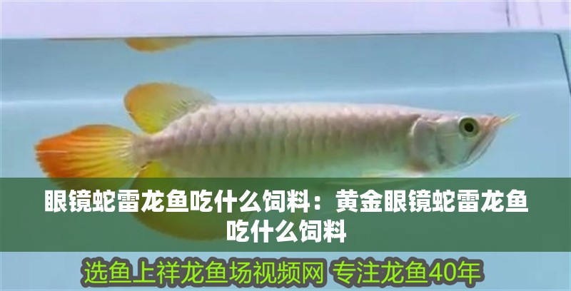 眼鏡蛇雷龍魚吃什么飼料：黃金眼鏡蛇雷龍魚吃什么飼料