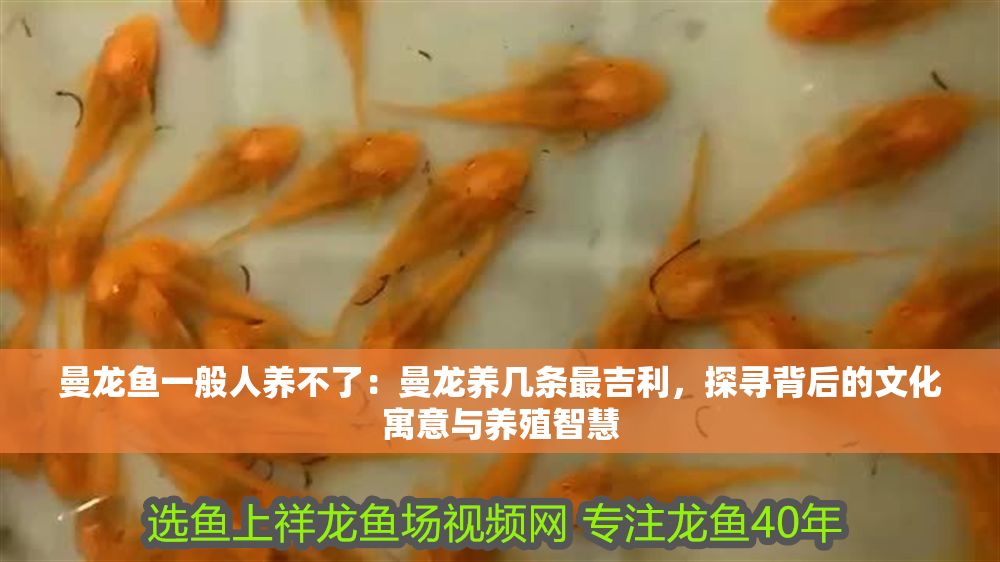 曼龍魚一般人養不了：曼龍養幾條最吉利，探尋背后的文化寓意與養殖智慧