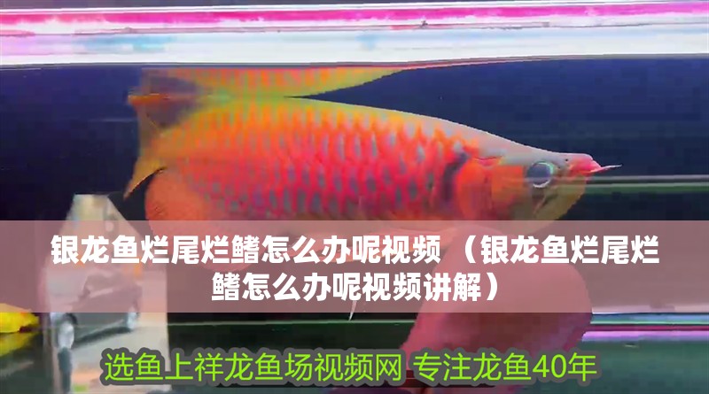 銀龍魚爛尾爛鰭怎么辦呢視頻 （銀龍魚爛尾爛鰭怎么辦呢視頻講解）