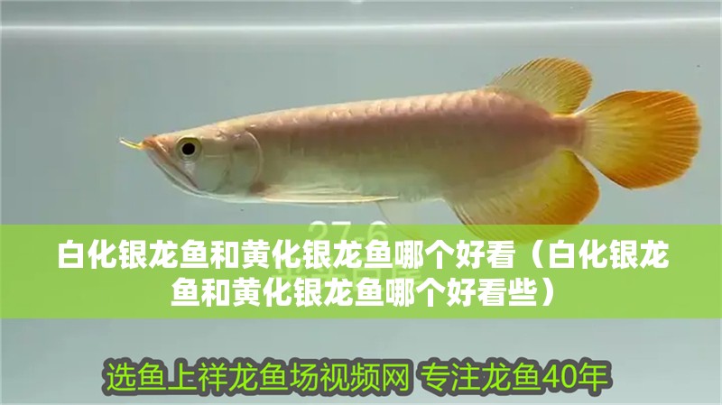 白化銀龍魚和黃化銀龍魚哪個好看（白化銀龍魚和黃化銀龍魚哪個好看些）