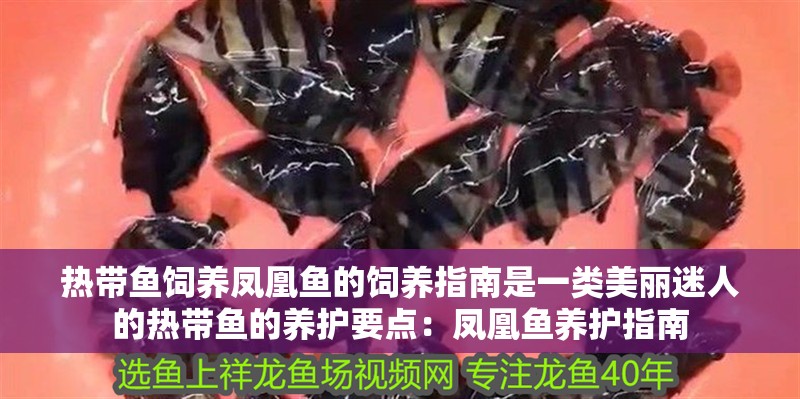 熱帶魚飼養(yǎng)鳳凰魚的飼養(yǎng)指南是一類美麗迷人的熱帶魚的養(yǎng)護(hù)要點(diǎn)：鳳凰魚養(yǎng)護(hù)指南