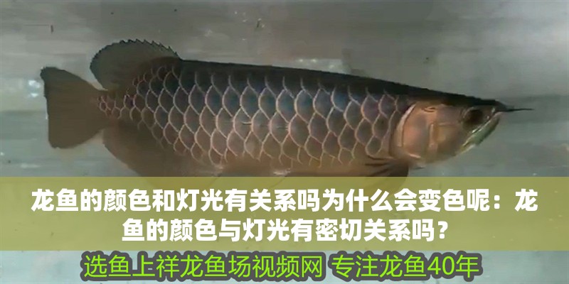 龍魚的顏色和燈光有關(guān)系嗎為什么會(huì)變色呢：龍魚的顏色與燈光有密切關(guān)系嗎？