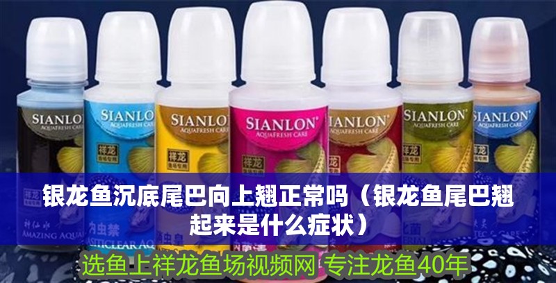 銀龍魚沉底尾巴向上翹正常嗎（銀龍魚尾巴翹起來是什么癥狀）