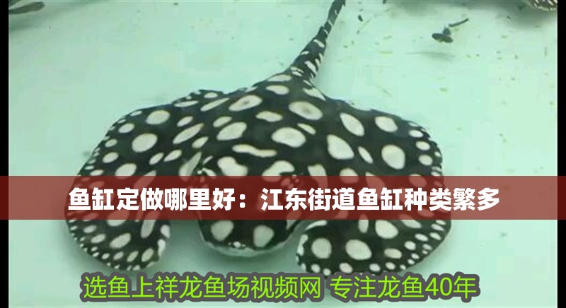 魚缸定做哪里好：江東街道魚缸種類繁多