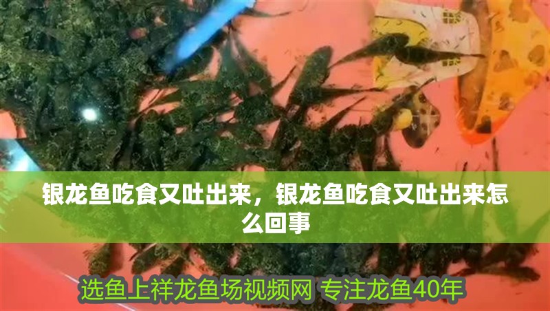 銀龍魚吃食又吐出來，銀龍魚吃食又吐出來怎么回事