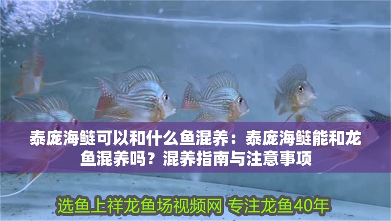 泰龐海鰱可以和什么魚混養：泰龐海鰱能和龍魚混養嗎？混養指南與注意事項
