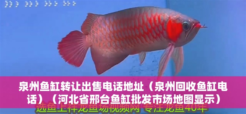 泉州魚缸轉(zhuǎn)讓出售電話地址（泉州回收魚缸電話）（河北省邢臺魚缸批發(fā)市場地圖顯示）
