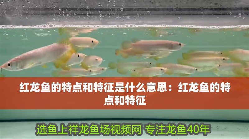 紅龍魚的特點和特征是什么意思：紅龍魚的特點和特征
