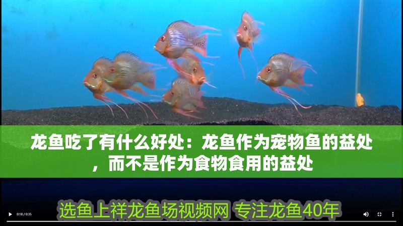 龍魚吃了有什么好處：龍魚作為寵物魚的益處，而不是作為食物食用的益處