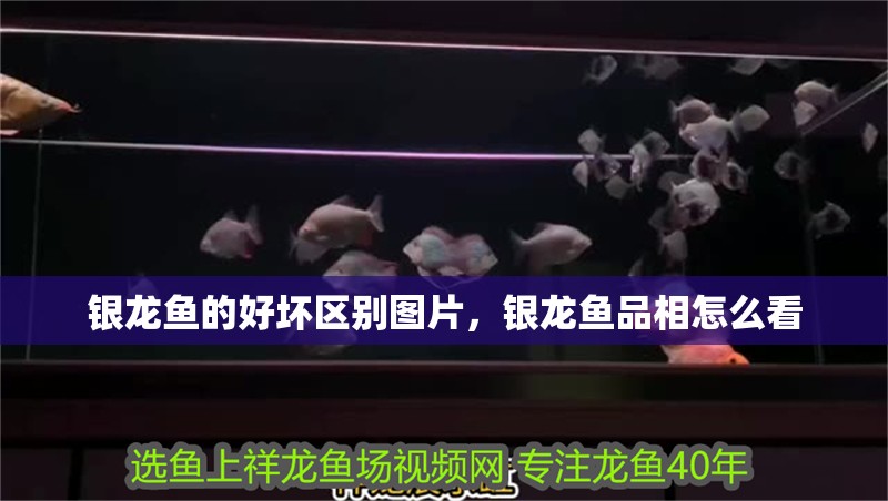 銀龍魚的好壞區別圖片，銀龍魚品相怎么看