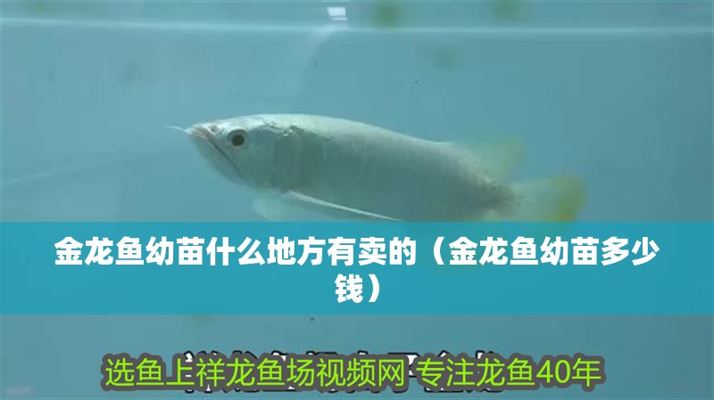 金龍魚幼苗什么地方有賣的（金龍魚幼苗多少錢）