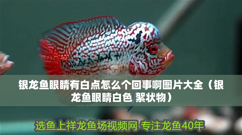 銀龍魚眼睛有白點怎么個回事啊圖片大全（銀龍魚眼睛白色 絮狀物）