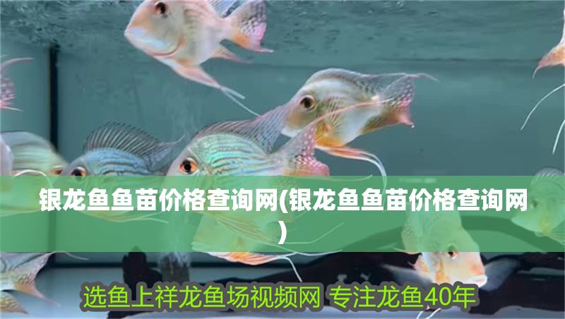 銀龍魚魚苗價格查詢網(銀龍魚魚苗價格查詢網) 銀龍魚魚苗價格查詢網(銀龍魚魚苗價格查詢網) 銀龍魚百科 第1張