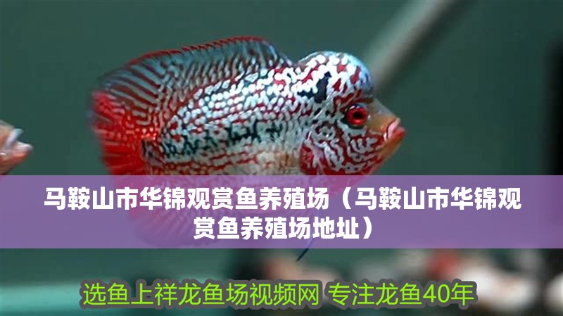 馬鞍山市華錦觀賞魚養(yǎng)殖場（馬鞍山市華錦觀賞魚養(yǎng)殖場地址）