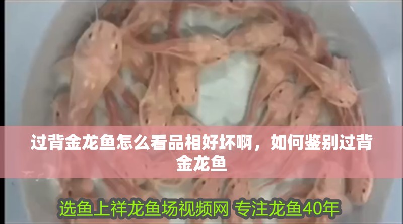 過背金龍魚怎么看品相好壞啊，如何鑒別過背金龍魚