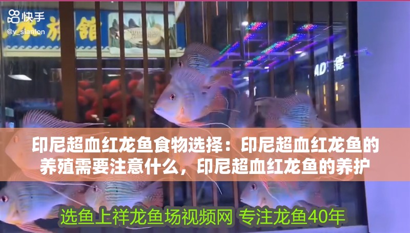 印尼超血紅龍魚食物選擇：印尼超血紅龍魚的養殖需要注意什么，印尼超血紅龍魚的養護