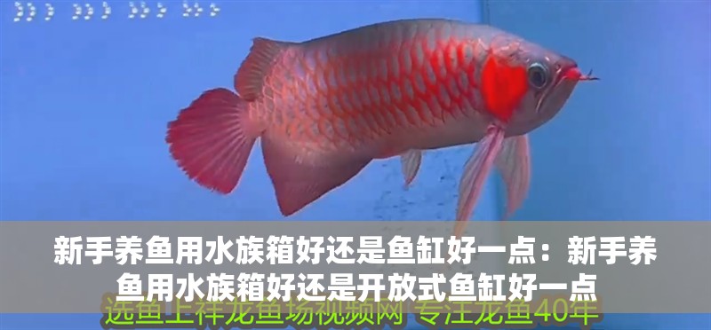 詳細閱讀:新手養魚用水族箱好還是魚缸好一點:新手養魚用水族箱好還是開放式魚缸好一點 新手養魚用水族箱好還是魚缸好一點:新手養魚用水族箱好還是開放式魚缸好一點