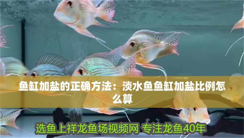 魚缸加鹽的正確方法：淡水魚魚缸加鹽比例怎么算 魚缸加鹽的正確方法：淡水魚魚缸加鹽比例怎么算 魚缸百科