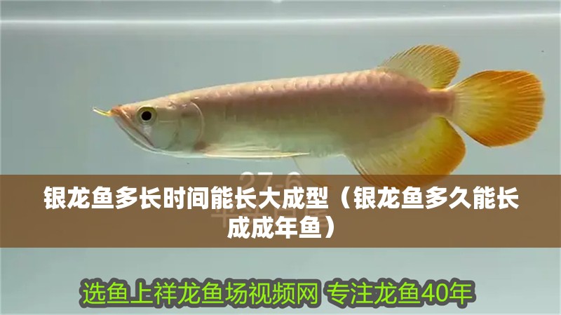 銀龍魚多長時間能長大成型（銀龍魚多久能長成成年魚）