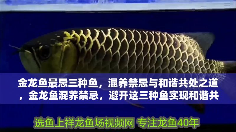 金龍魚最忌三種魚，混養禁忌與和諧共處之道，金龍魚混養禁忌，避開這三種魚實現和諧共處 金龍魚最忌三種魚，混養禁忌與和諧共處之道，金龍魚混養禁忌，避開這三種魚實現和諧共處 龍魚百科 第1張