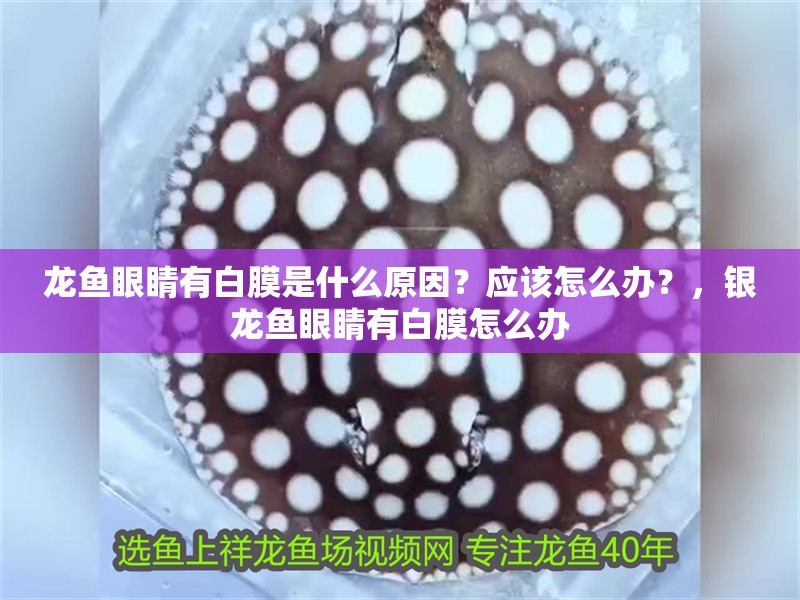 龍魚眼睛有白膜是什么原因？應該怎么辦？，銀龍魚眼睛有白膜怎么辦