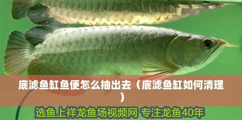 底濾魚缸魚便怎么抽出去（底濾魚缸如何清理）