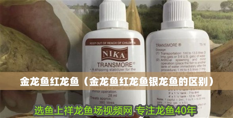 金龍魚紅龍魚（金龍魚紅龍魚銀龍魚的區別） 金龍魚紅龍魚（金龍魚紅龍魚銀龍魚的區別） 銀龍魚百科