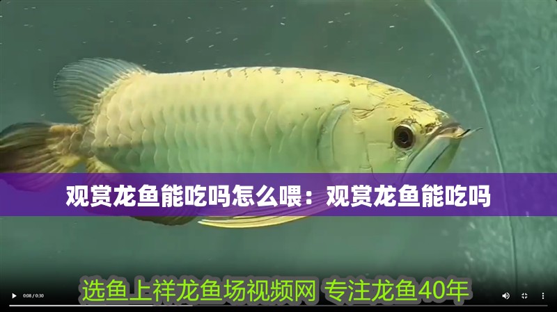 觀賞龍魚能吃嗎怎么喂：觀賞龍魚能吃嗎