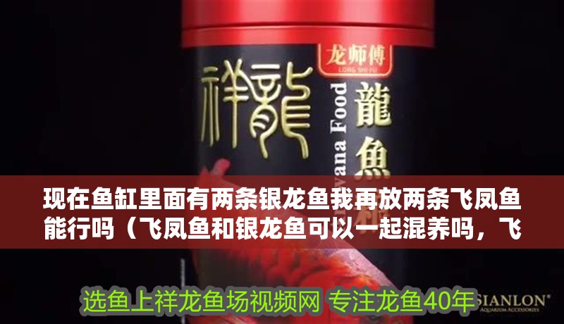 現在魚缸里面有兩條銀龍魚我再放兩條飛鳳魚能行嗎（飛鳳魚和銀龍魚可以一起混養嗎，飛鳳魚可以一起混養的）