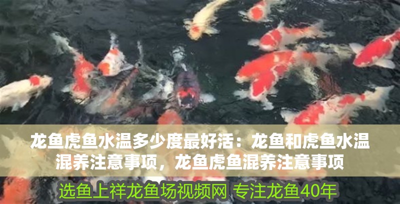 龍魚虎魚水溫多少度最好活：龍魚和虎魚水溫混養注意事項，龍魚虎魚混養注意事項