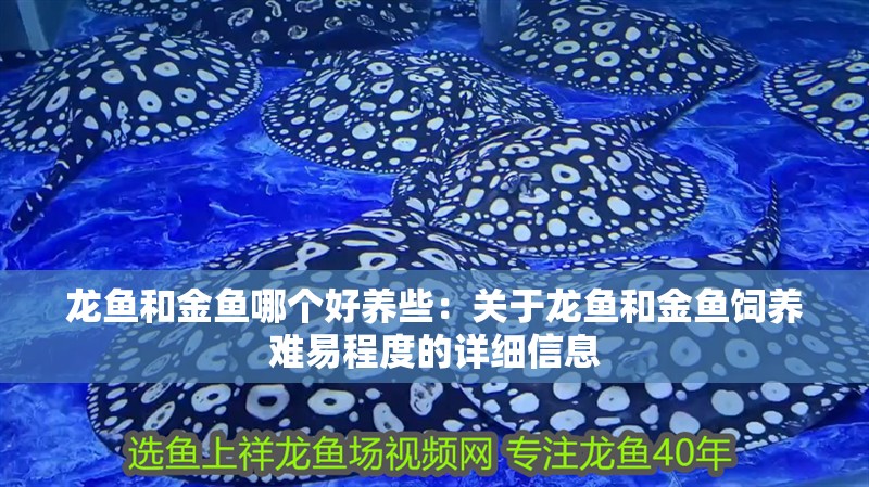 龍魚和金魚哪個好養些：關于龍魚和金魚飼養難易程度的詳細信息