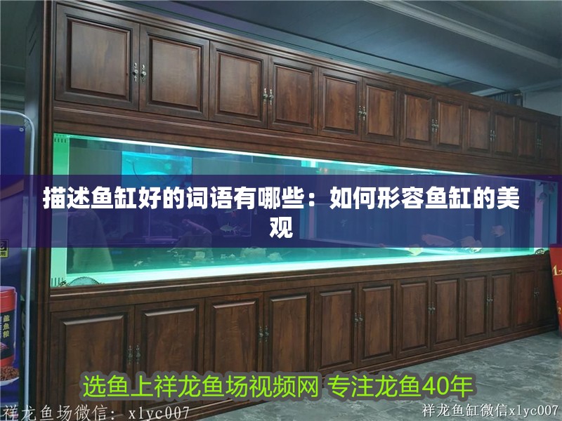 描述魚(yú)缸好的詞語(yǔ)有哪些：如何形容魚(yú)缸的美觀 描述魚(yú)缸好的詞語(yǔ)有哪些：如何形容魚(yú)缸的美觀 魚(yú)缸百科
