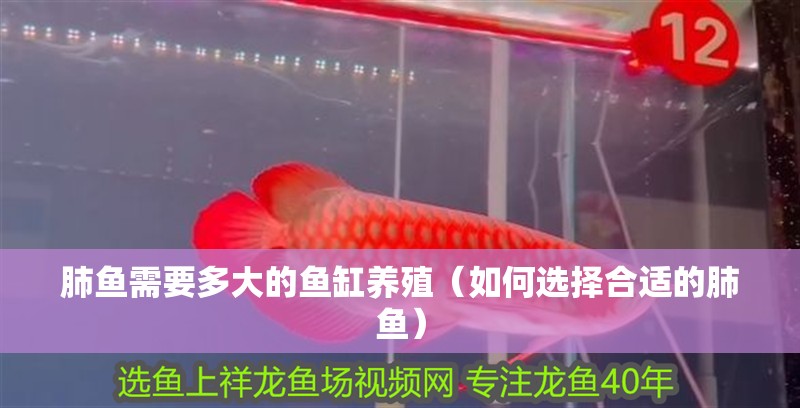 肺魚需要多大的魚缸養殖（如何選擇合適的肺魚）