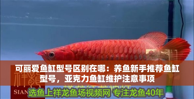 可麗愛魚缸型號區別在哪：養魚新手推薦魚缸型號，亞克力魚缸維護注意事項