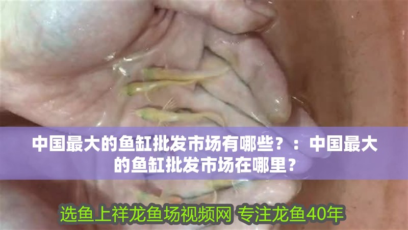 中國最大的魚缸批發市場有哪些？：中國最大的魚缸批發市場在哪里？