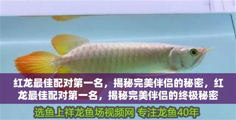 紅龍最佳配對(duì)第一名，揭秘完美伴侶的秘密，紅龍最佳配對(duì)第一名，揭秘完美伴侶的終極秘密